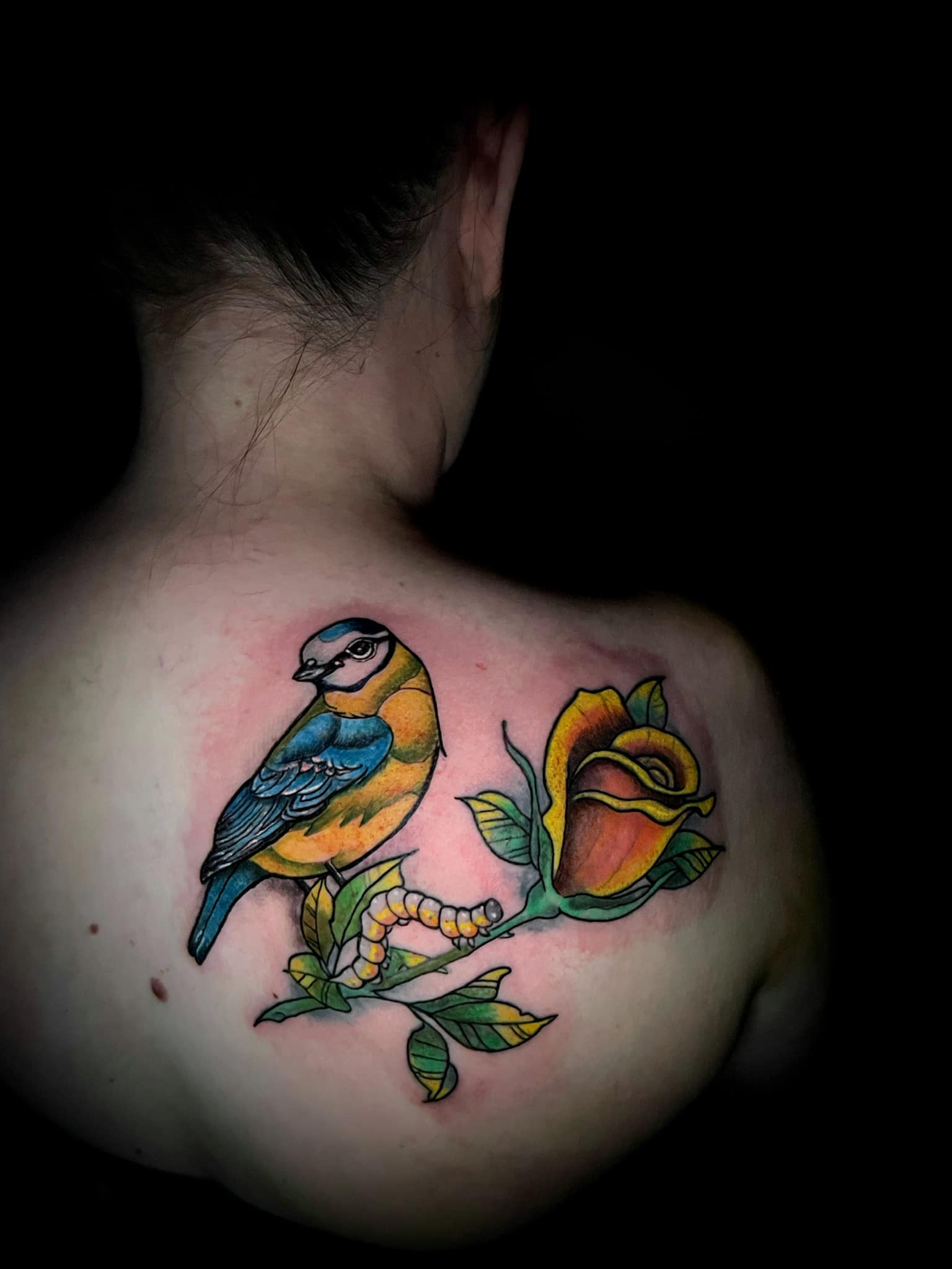 Blue Tit with Rose Tattoo Blue Tit with Rose Tattoo